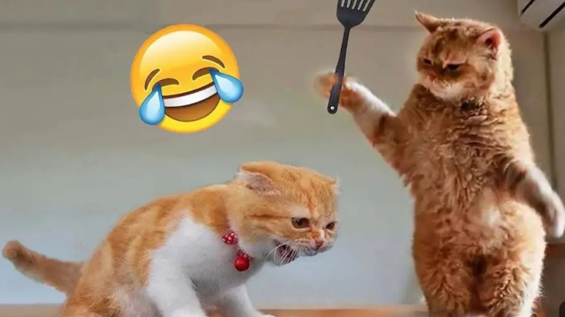 ⁣Funniest Animals 2024 New Funny Cats and Dogs Videos Part